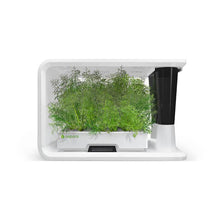 Load image into Gallery viewer, AS9015 Dill (8 Capsules)