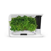 Load image into Gallery viewer, AS9016 Parsley (8 Capsules)