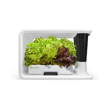 Load image into Gallery viewer, AS9009 Red Lettuce (8 Capsules)