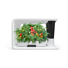Load image into Gallery viewer, AS9006 Cherry Tomato (4 Capsules)
