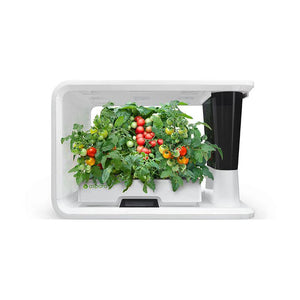 AS9006 Cherry Tomato (4 Capsules)